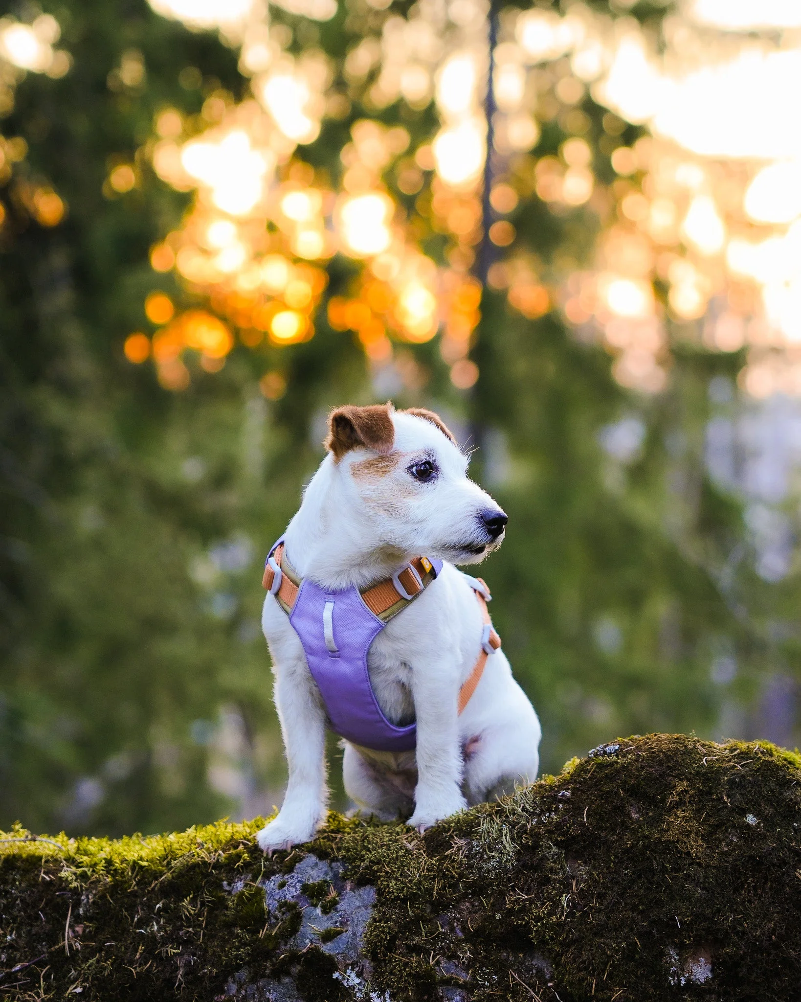 Alpha 360 Dog Harness Lavender - Image 5