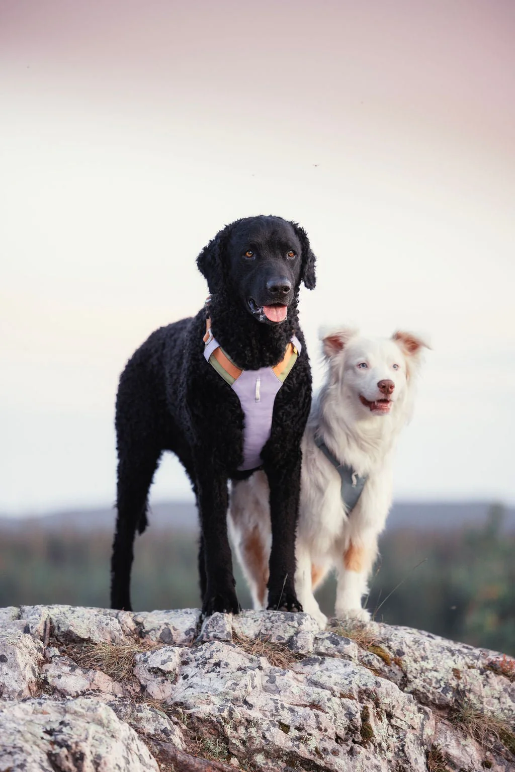 Alpha 360 Dog Harness Lavender - Image 6