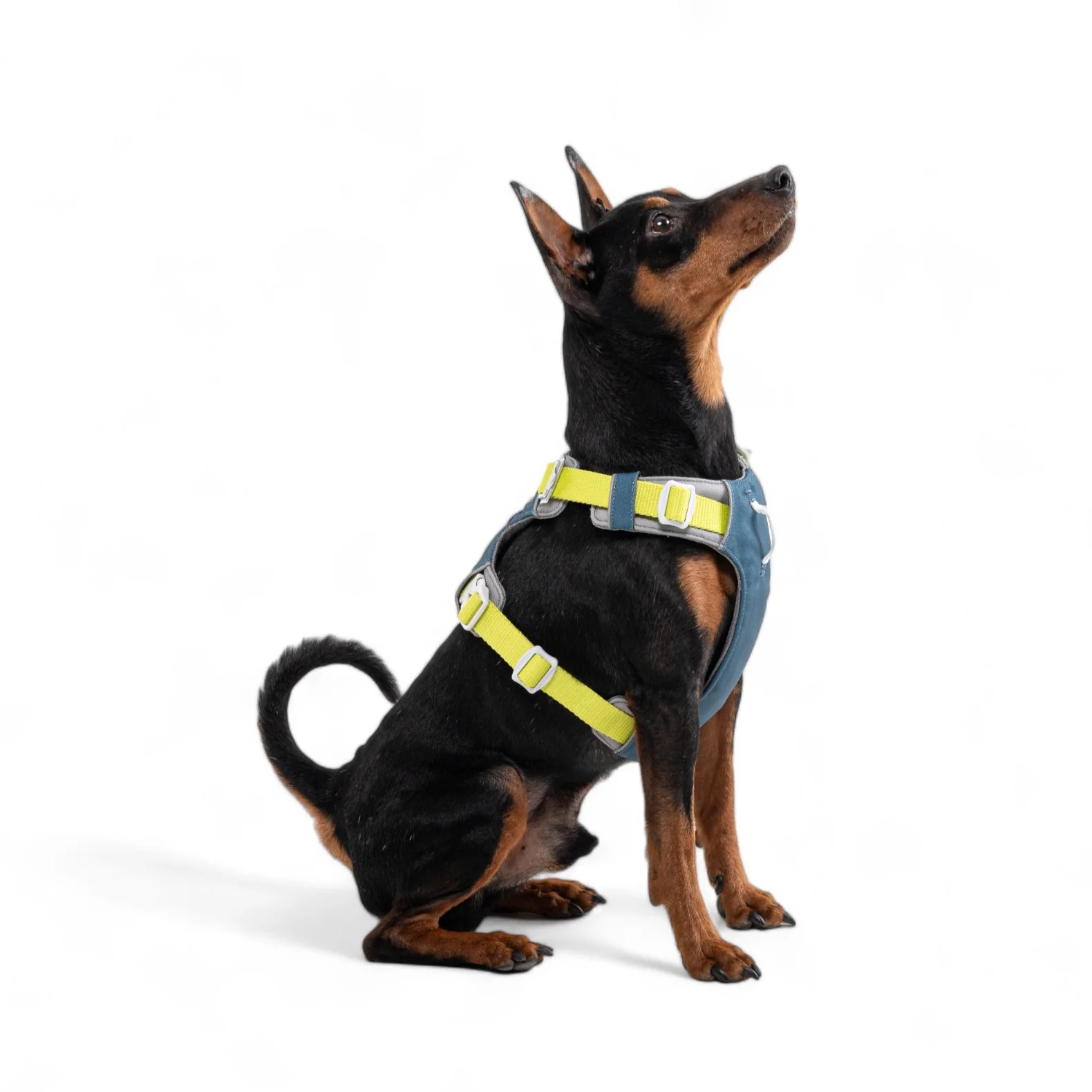 Alpha 360 Dog Harness Deep Teal - Image 9