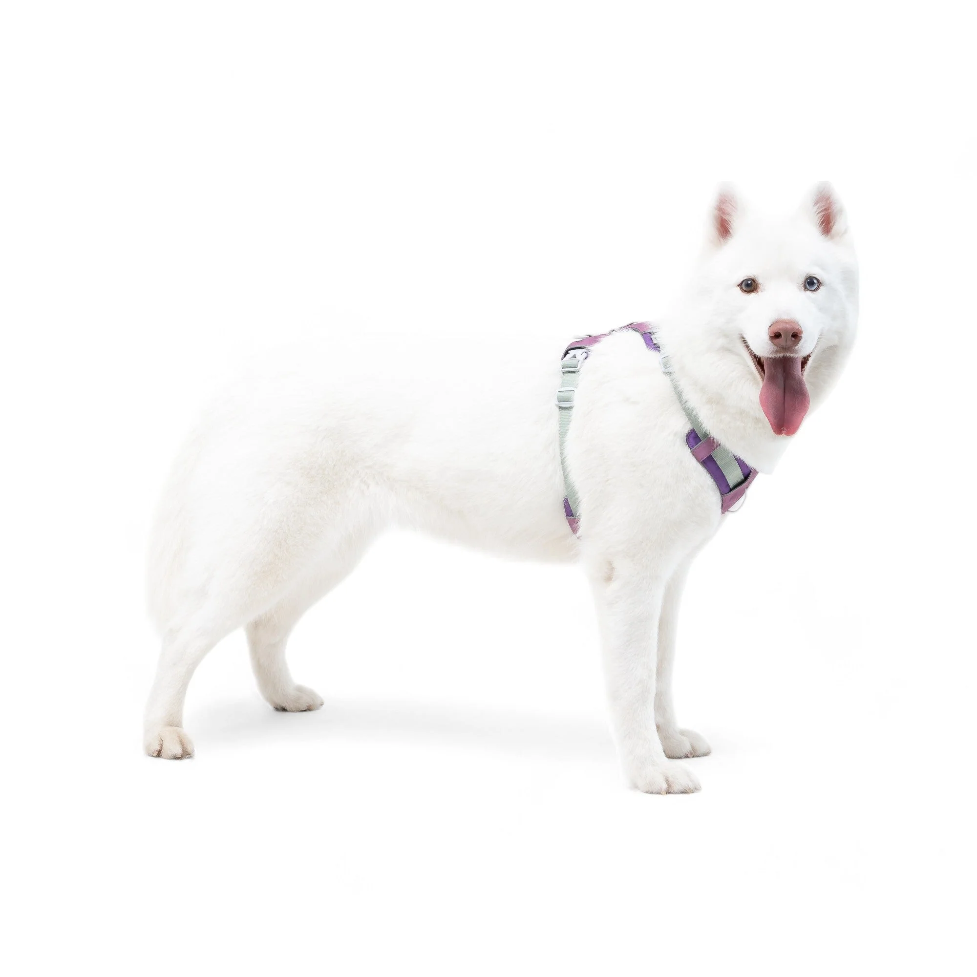Alpha 360 Dog Harness Mauve Mix - Image 4