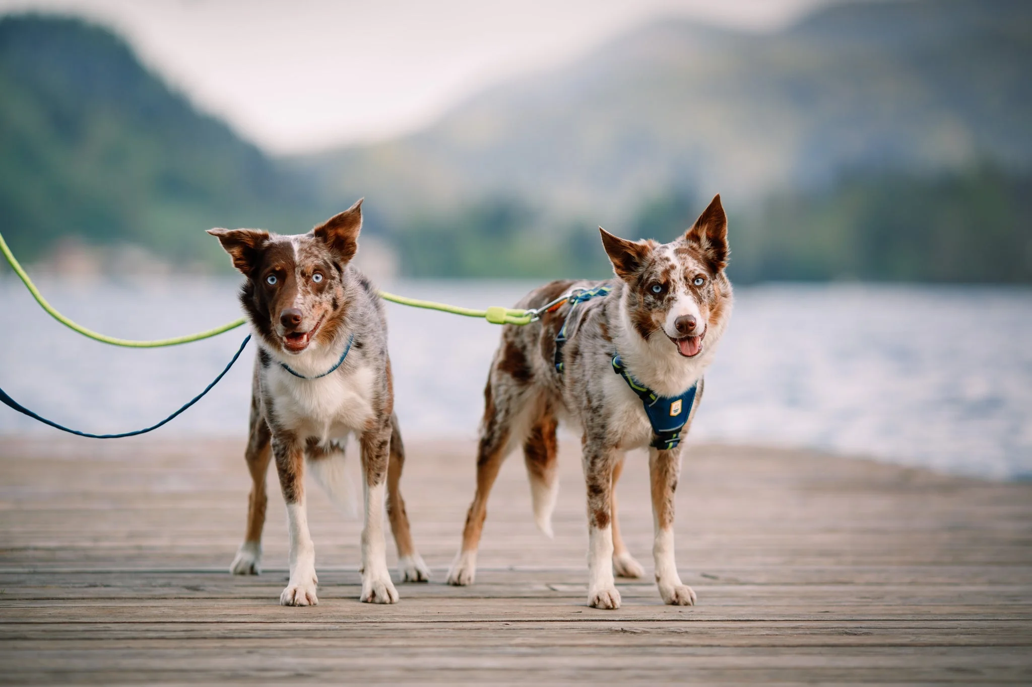 Horizon Dog Harness - Image 3