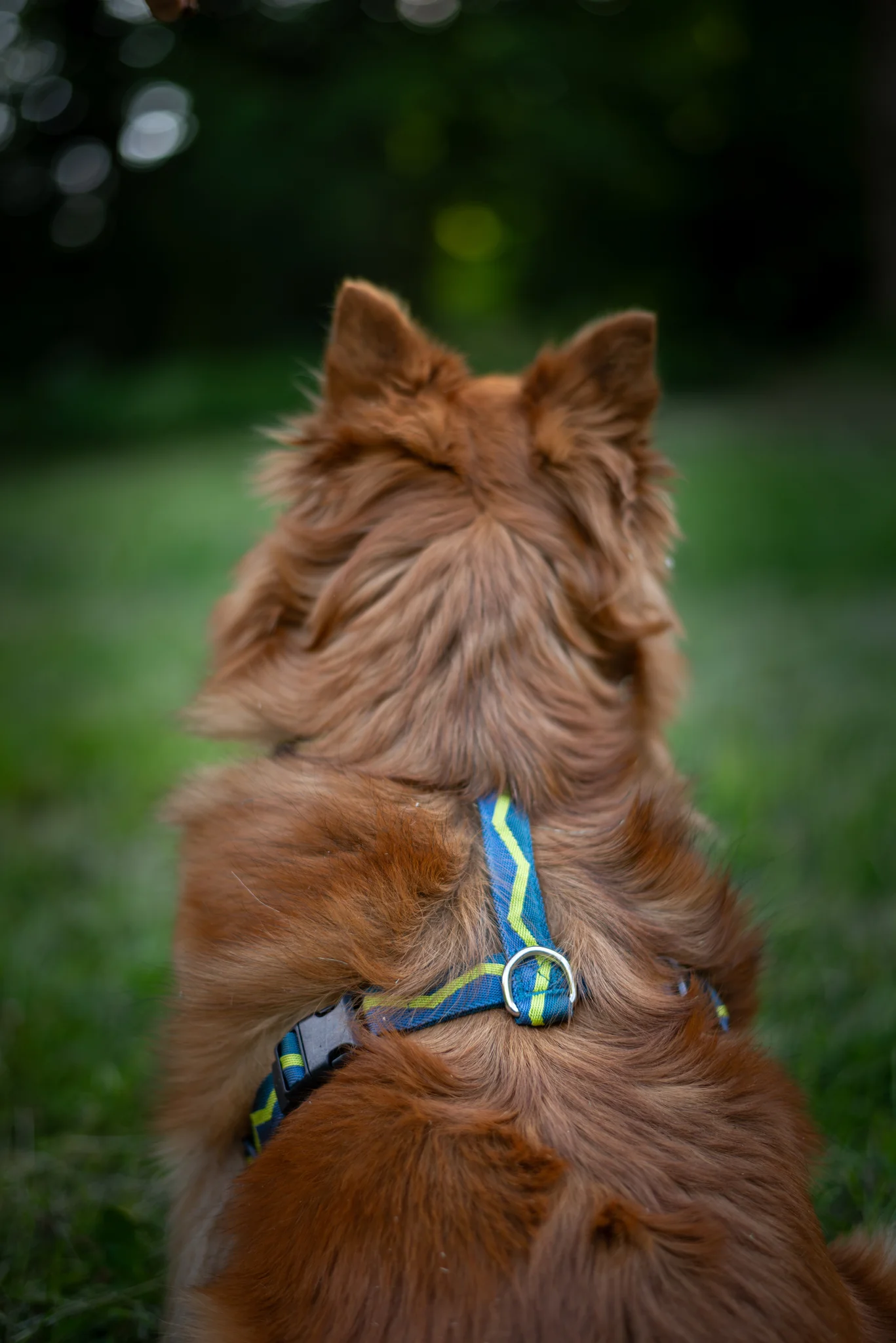 Horizon Dog Harness - Image 4