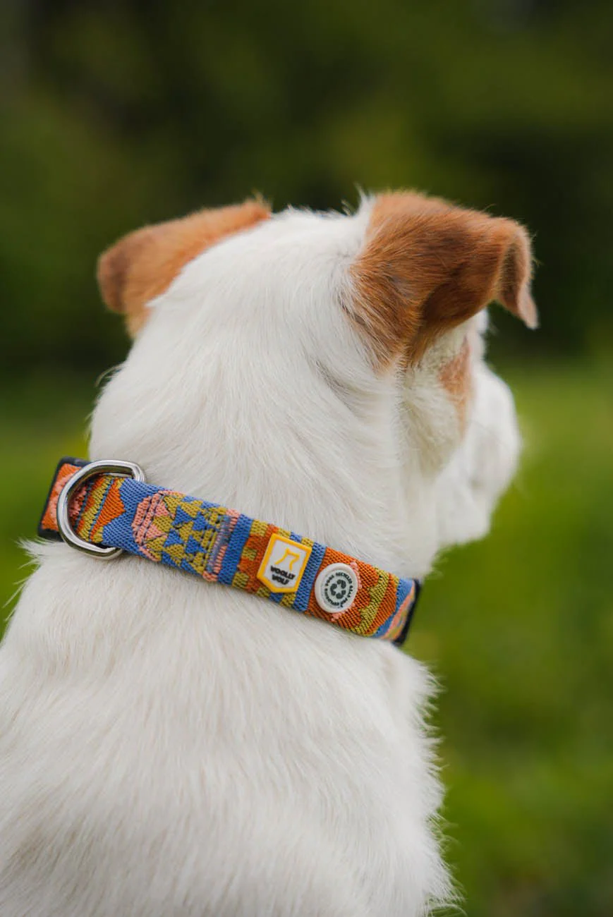 Nightless Night Dog Collar - Image 3