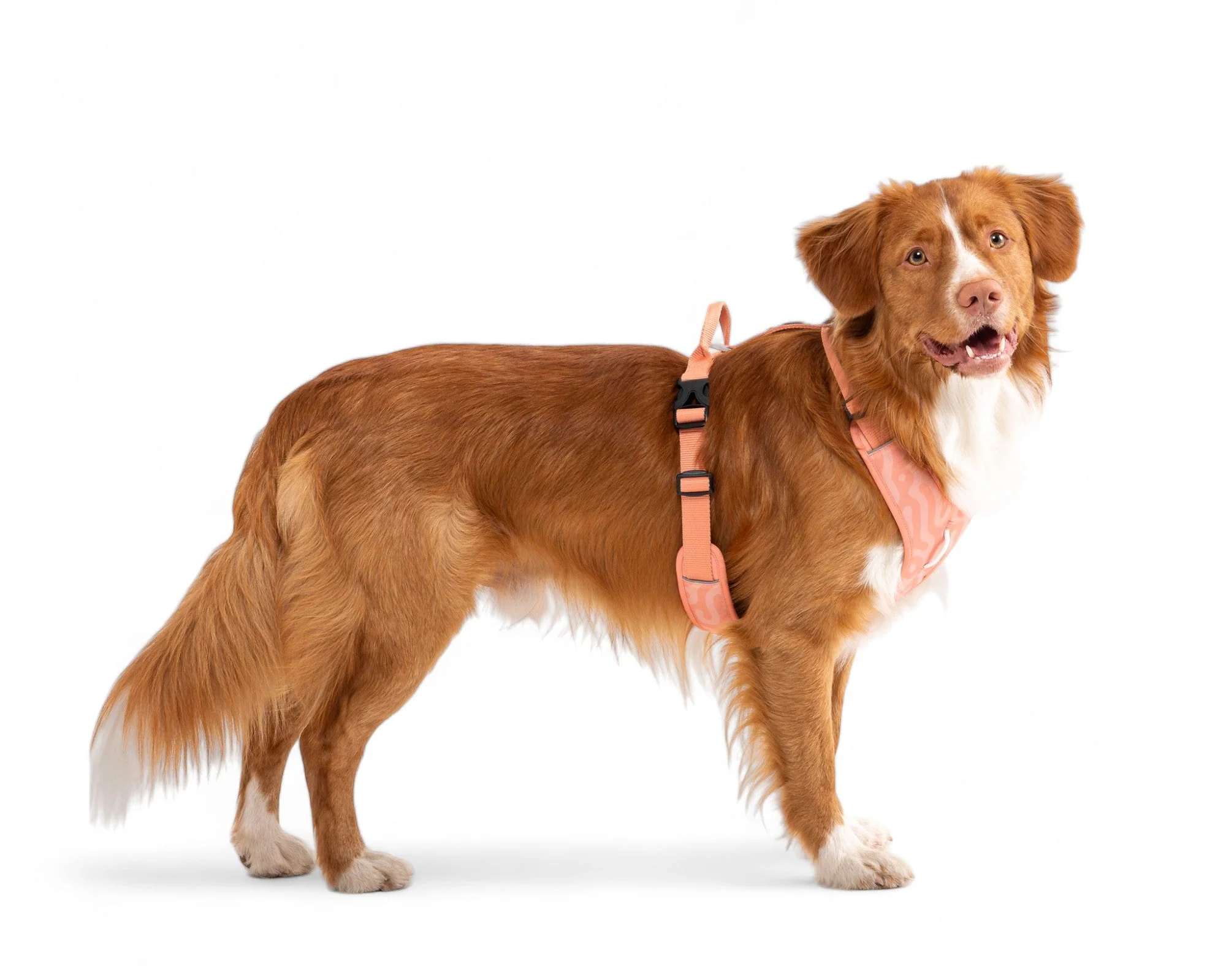 Roam Dog Harness Salmon Pink - Image 6