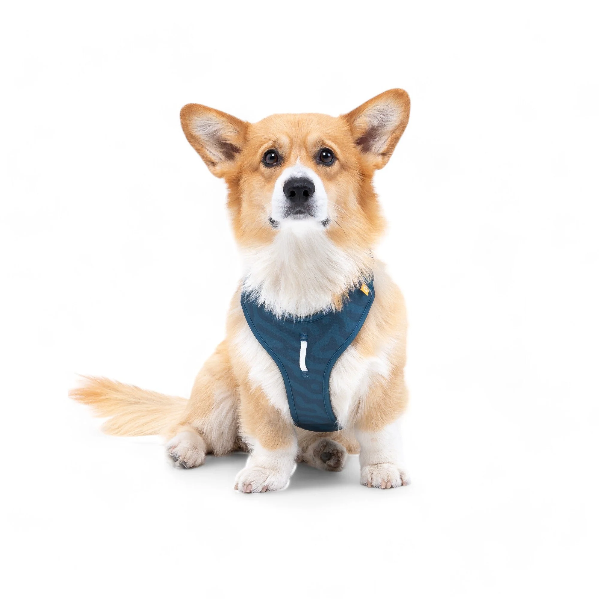 Roam Dog Harness Deep Teal - Image 5