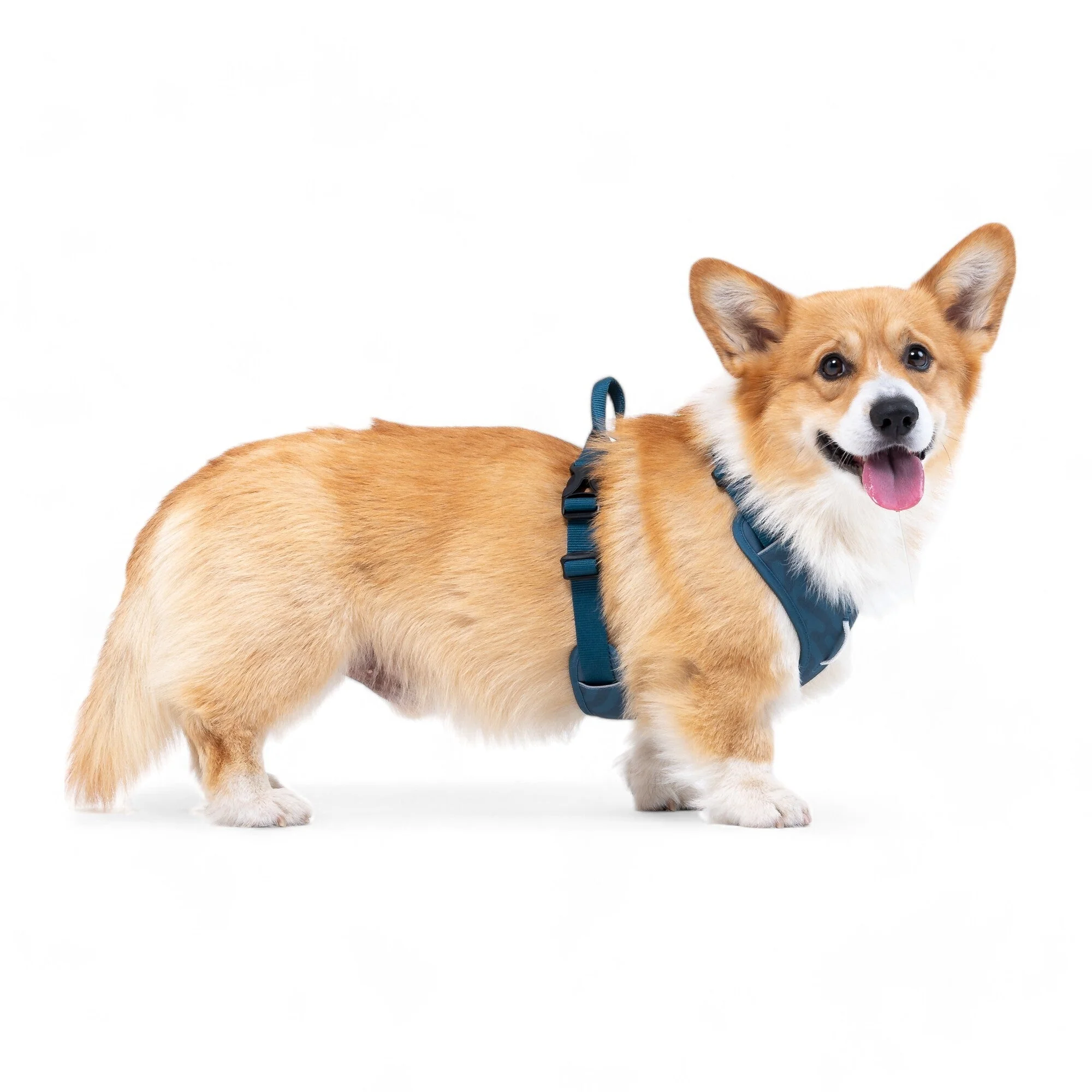 Roam Dog Harness Deep Teal - Image 6