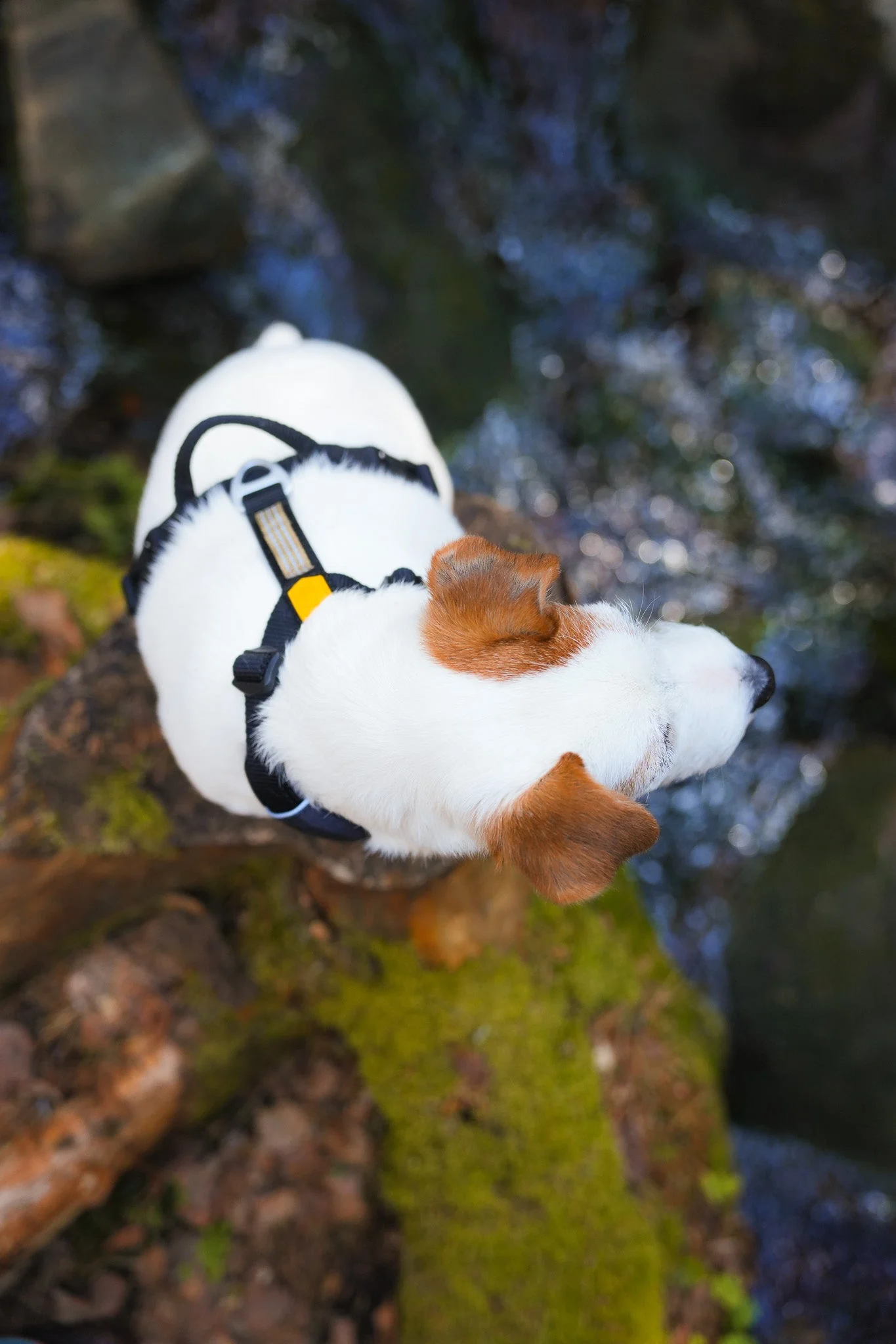 Roam Dog Harness Black Outlet - Image 5