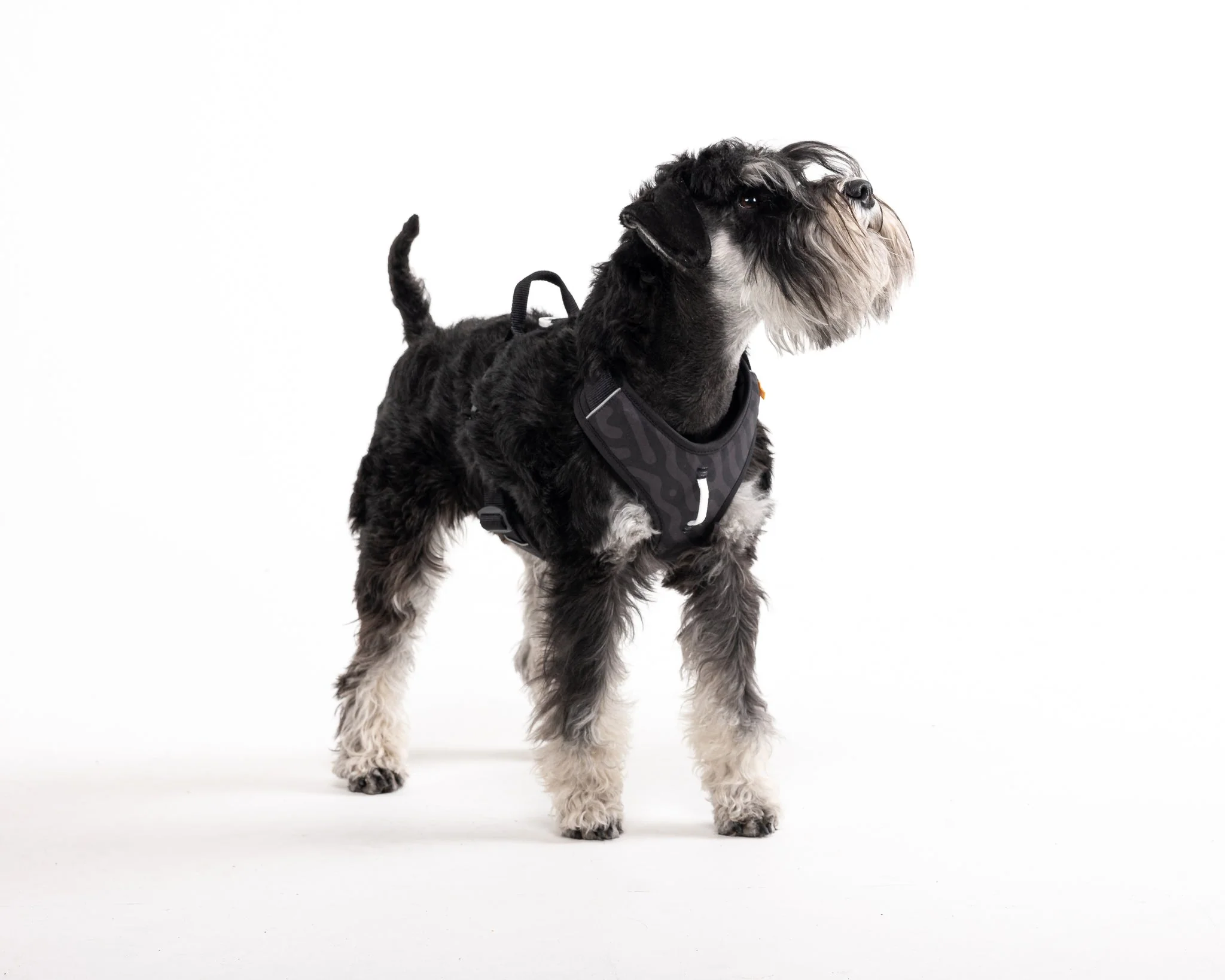 Roam Dog Harness Black Outlet - Image 6