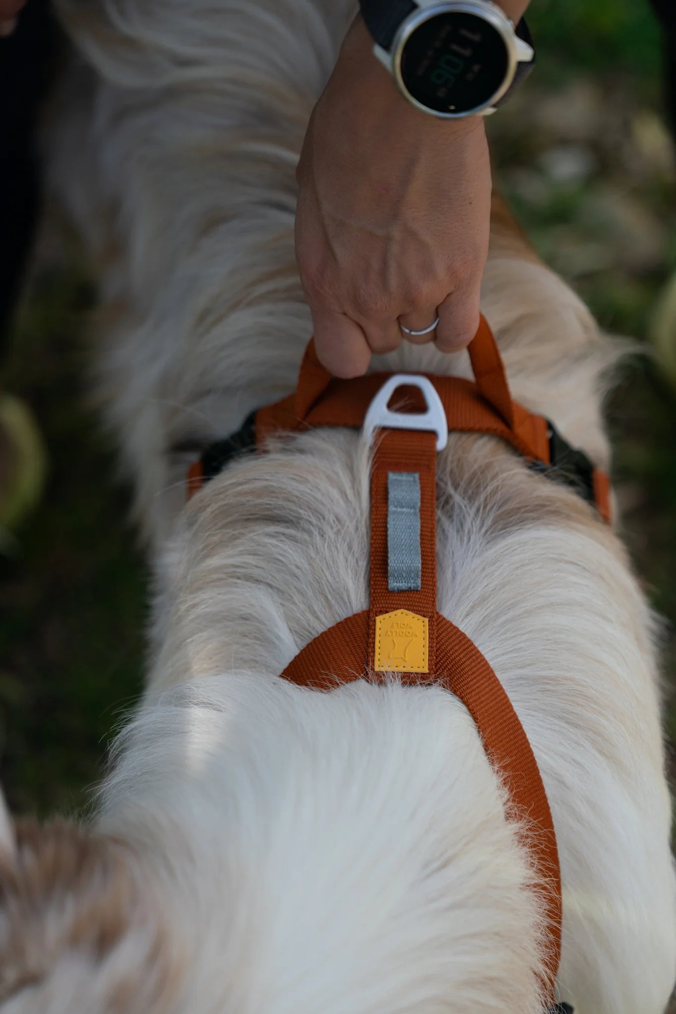 Roam Dog Harness Terracotta - Image 5